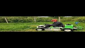 Image result for etesia tehron