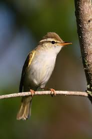 Image result for Phylloscopus humei