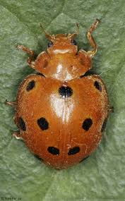 Attēlu rezultāti vaicājumam “Coccinellidae”