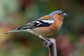 Attēlu rezultāti vaicājumam “Fringilla coelebs male”