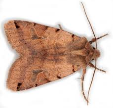 Attēlu rezultāti vaicājumam “Agrochola litura”