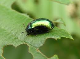 Attēlu rezultāti vaicājumam “Linaeidea aenea”