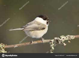 Attēlu rezultāti vaicājumam “Poecile montanus”