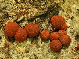 Attēlu rezultāti vaicājumam “Hypoxylon fragiforme / howeianum”