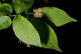 Attēlu rezultāti vaicājumam “Euonymus verrucosus”
