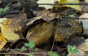 Attēlu rezultāti vaicājumam “Lactarius necator”