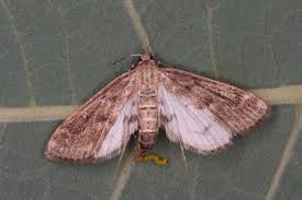 Attēlu rezultāti vaicājumam “Parapoynx stratiotata female”