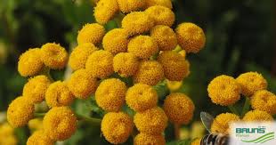Image result for Tanacetum vulgare