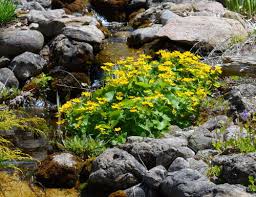 Attēlu rezultāti vaicājumam “Caltha palustris flower”