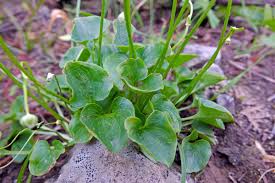 Attēlu rezultāti vaicājumam “Parnassiaceae”