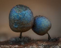 Attēlu rezultāti vaicājumam “Colloderma sp.”