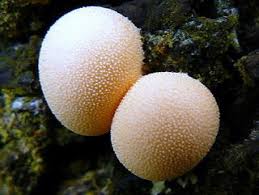 Attēlu rezultāti vaicājumam “Lycogala cf. fossiculatum macro”