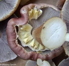 Attēlu rezultāti vaicājumam “Stropharia albocrenulata”