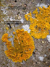 Attēlu rezultāti vaicājumam “Lichenoconium xanthoriae”