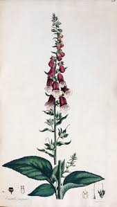 Image result for Digitalis purpurea