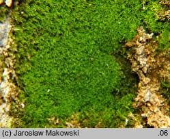 Attēlu rezultāti vaicājumam “Gymnostomum calcareum”