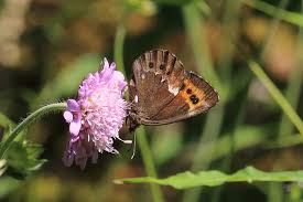 Attēlu rezultāti vaicājumam “Erebia ligea”