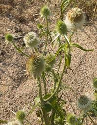 Image result for Dipsacus laciniatus