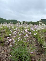 Image result for Penstemon