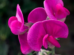 Attēlu rezultāti vaicājumam “Leguminosae”