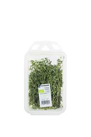 Image result for Thymian