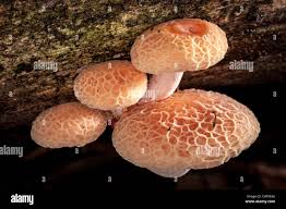 Attēlu rezultāti vaicājumam “Rhodotus palmatus”