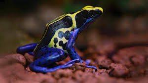 Image result for blauer baumsteiger