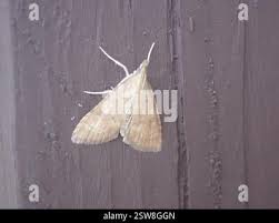 Attēlu rezultāti vaicājumam “Udea fulvalis”