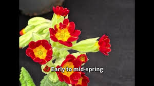 Attēlu rezultāti vaicājumam “Primula veris var. rubra”