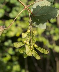 Attēlu rezultāti vaicājumam “Acer pseudoplatanus fruit”