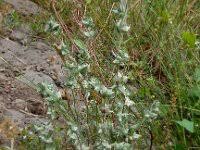 Attēlu rezultāti vaicājumam “Filago arvensis”