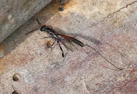 Attēlu rezultāti vaicājumam “Gasteruption jaculator”