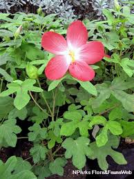 Image result for Abelmoschus moschatus