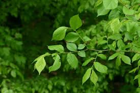 Attēlu rezultāti vaicājumam “Ulmus laevis leaf”