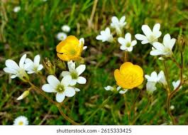 Attēlu rezultāti vaicājumam “Saxifraga granulata leaf”