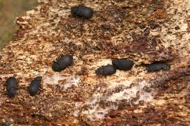 Attēlu rezultāti vaicājumam “Bolitophagus reticulatus larva”
