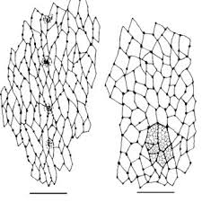 Attēlu rezultāti vaicājumam “Ilybius sp.”