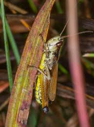 Attēlu rezultāti vaicājumam “Chortippus sp.”