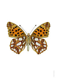 Attēlu rezultāti vaicājumam “Issoria lathonia underside”