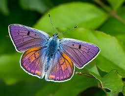 Attēlu rezultāti vaicājumam “Lycaena alciphron underside”