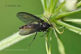 Attēlu rezultāti vaicājumam “Sciara analis”