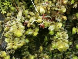 Attēlu rezultāti vaicājumam “Scapania nemorea”