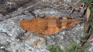 Attēlu rezultāti vaicājumam “Oedipoda caerulescens”