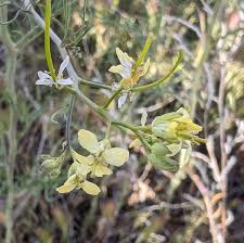 Attēlu rezultāti vaicājumam “Sisymbrium altissimum leaf”