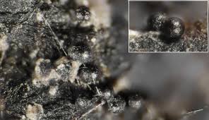 Attēlu rezultāti vaicājumam “Dianema nivale spores”