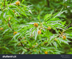 Attēlu rezultāti vaicājumam “Fagus sylvatica fo. laciniata”