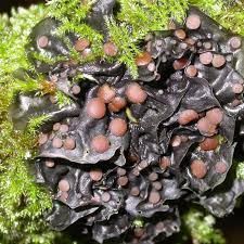 Attēlu rezultāti vaicājumam “Leptogium lichenoides”