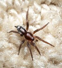 Attēlu rezultāti vaicājumam “Gnaphosidae”