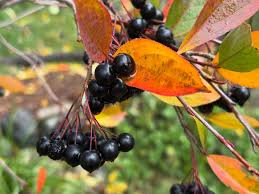 Attēlu rezultāti vaicājumam “Aronia melanocarpa fruit”