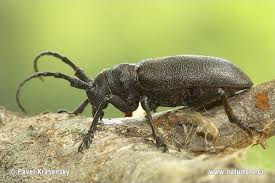 Attēlu rezultāti vaicājumam “Lamia textor”